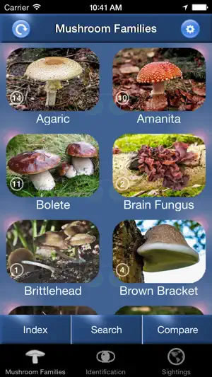Mushroom Id Guide - UK