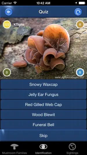 Mushroom Id Guide - UK
