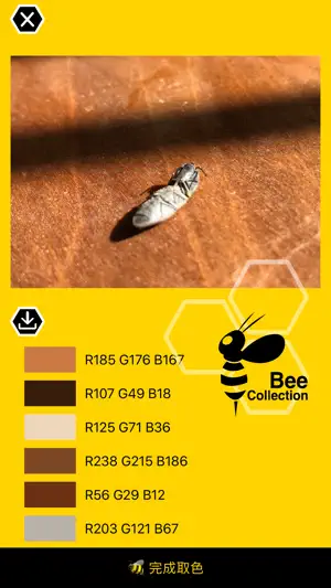 Bee collection - 色彩收集 & 挑选