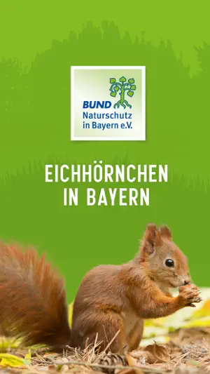 Eichh?rnchen in Bayern